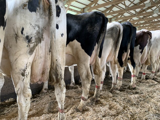(11 Head) Holstein dry cows coming w/2nd calf